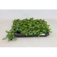 Sedum makinoi 'Tornado' | compacte vetplant | 5,5 cm pot | 10 cm hoog