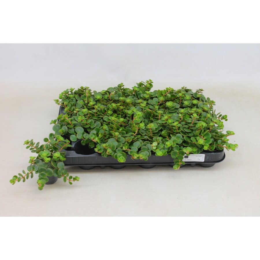 Sedum makinoi 'Tornado' | compacte vetplant | 5,5 cm pot | 10 cm hoog