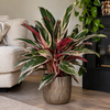 Stromanthe sanguinea 'Triostar' | 19 cm pot | 65 cm hoog