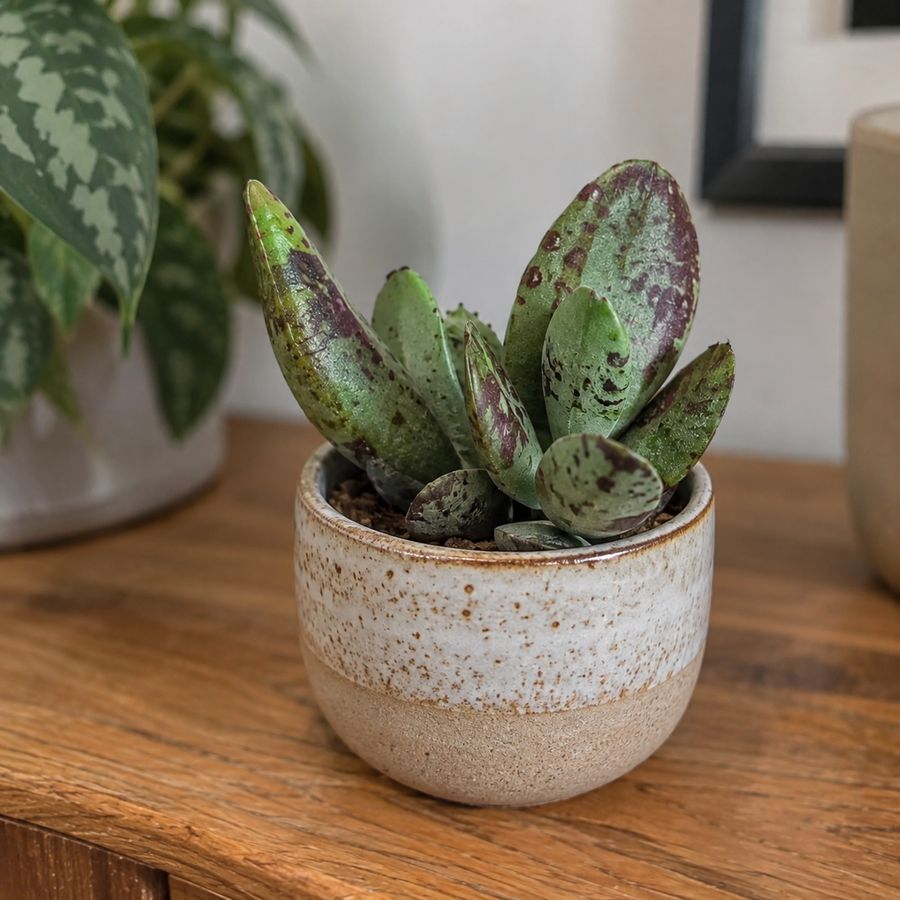 Adromischus succulent | terrarium en kamerplant | 5,5 cm pot | 8 cm hoog