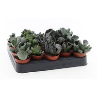 Adromischus succulent | terrarium en kamerplant | 5,5 cm pot | 8 cm hoog