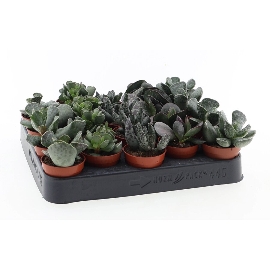 Adromischus succulent | terrarium en kamerplant | 5,5 cm pot | 8 cm hoog