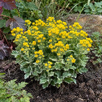 Ajania pacifica Pacific Yellow | 20 cm hoog | In 12 cm pot | Gele herfstbloeier voor tuin en terras