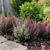 Calluna vulgaris Beauty Ladies mix | 6 cm pot | 15 cm hoog | per stuk