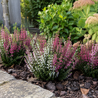 Calluna vulgaris Beauty Ladies gemengd 3 kleuren | Struikheide | 15 cm hoog | In 6 cm pot | Verkoop per stuk