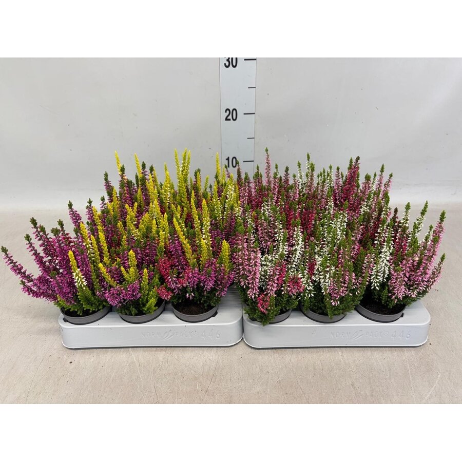 Calluna vulgaris Beauty Ladies gemengd 3 kleuren | Struikheide | 15 cm hoog | In 6 cm pot | Verkoop per stuk