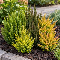 Calluna vulgaris Skyline gemengd (struikheide) | 6 cm pot | ca. 20 cm hoog | wintergroene structuurheide | verkoop per stuk