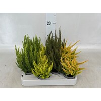 Calluna vulgaris Skyline gemengd (struikheide) | 6 cm pot | ca. 20 cm hoog | wintergroene structuurheide | verkoop per stuk