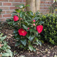 Camellia japonica Dr King | Japanse roos | 40 cm hoog | In 13 cm pot | Roodbloeiende wintergroene heester