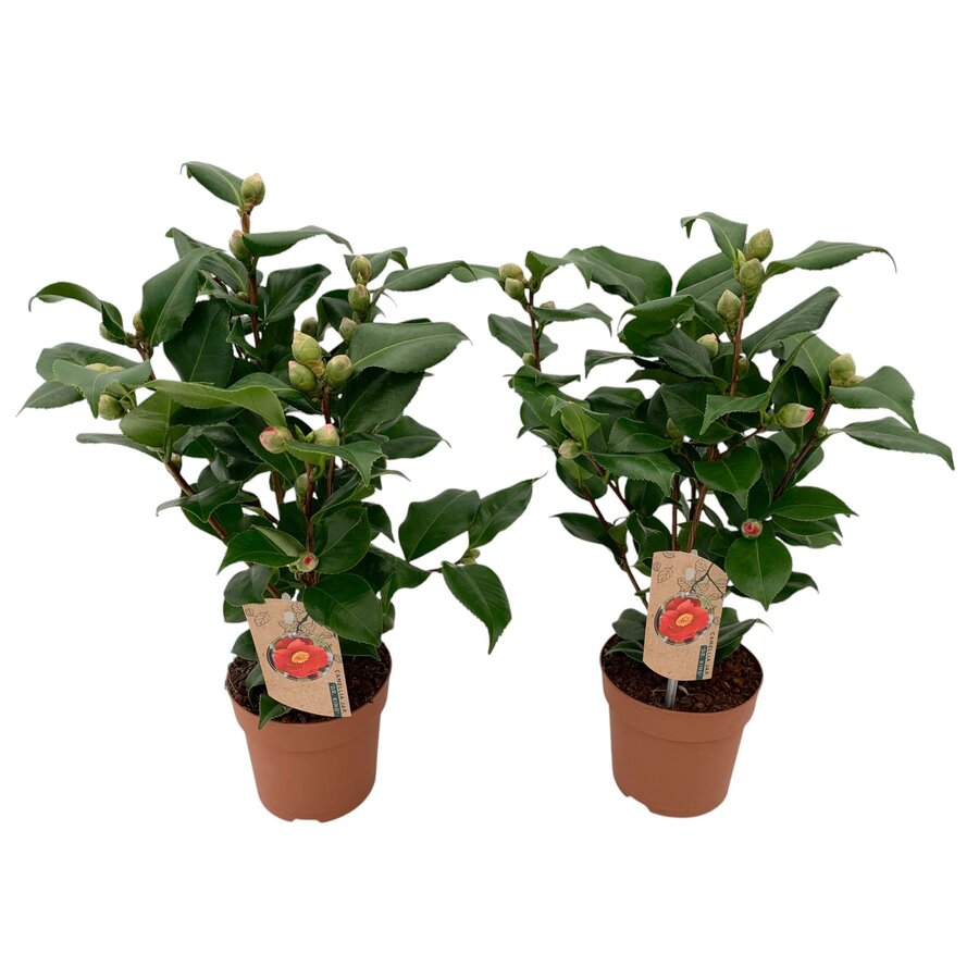Camellia japonica Dr King | Japanse roos | 40 cm hoog | In 13 cm pot | Roodbloeiende wintergroene heester