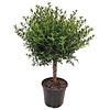 Myrtus communis | Echte mirte | 50 cm hoog | 15 cm pot