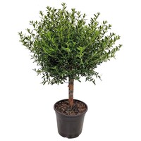 Myrtus communis | Echte mirte | 50 cm hoog | In 15 cm pot | Mediterrane tuinplant met eetbare bessen