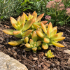 Sedum Adolphii | 5,5 cm pot | 10 cm hoog