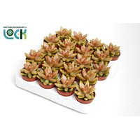 Sedum Adolphii | 10 cm hoog | In 5,5 cm pot | Compacte vetplant voor zonnige plek