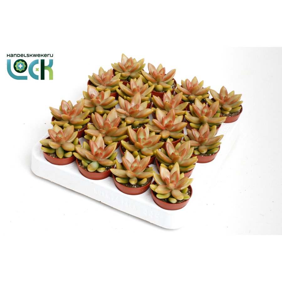 Sedum Adolphii | 10 cm hoog | In 5,5 cm pot | Compacte vetplant voor zonnige plek