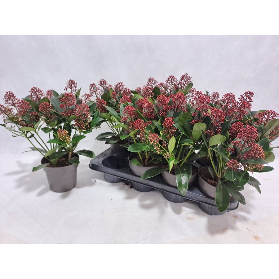Skimmia japonica 'Rubella' | 30 cm hoog | In 13 cm pot | Wintergroene sierheester