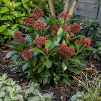 Skimmia japonica 'Rubella' | 30 cm hoog | In 13 cm pot | Wintergroene sierheester