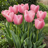 Tulipa Pink Sound | 7 bloembollen | zachtroze Darwin tulp