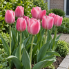 Tulipa Triumph roze tulp | 7 bloembollen | 40 cm hoog