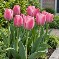 Tulipa Triumph roze tulp | Roze met lichte buitenste bloemblaadjes | 7 bloembollen | Maximaal 40 cm hoog