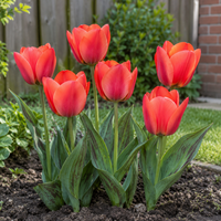 Tulipa Toronto Greigii tulp | 7 bloembollen | maximaal 35 cm hoog | Voor tuin, balkon en terras