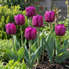 Tulipa Negrita | 7 bloembollen | ca. 50 cm hoog