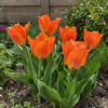 Tulipa Orange Emperor | 7 bloembollen | 45 cm