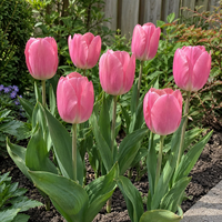 Tulipa Carola bloembollen | 7 stuks | roze Triumph tulp | bloembol in rust | maximaal 45 cm hoog