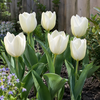 Tulipa Purissima | 7 bloembollen | witte tulp | levering als bol in rust
