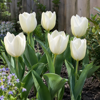 Tulipa Purissima | 7 bloembollen | crèmewitte Fosteriana tulp | maximaal 45 cm hoog | voor tuin, balkon en terras