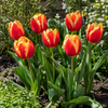 Tulipa Triumph rood met gele buitenranden | 8 bloembollen | 50 cm hoog