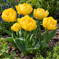 Tulipa Yellow Pomponette | 7 bloembollen | Dubbele gele pioentulp | Ca. 40 cm hoog