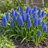 Muscari armeniacum | 10 bloembollen | maat 6/7 | max. 25 cm hoog