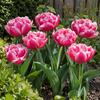 Tulipa Columbus | 7 bloembollen | ca. 45 cm hoog