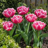 Tulipa Columbus | Dubbele roze witte tulp | 7 bloembollen | ca. 45 cm hoog | Voor tuin, balkon en terras