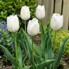 Tulipa Single Late wit | 7 bloembollen | 55 cm