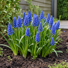 Muscari armeniacum | 10 stuks | 10 tot 15 cm hoog | blauwe druifjes bloembollen