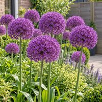 Allium Purple Sensation sierui | 3 bloembollen | Paarse voorjaarsbloeier | 80 tot 100 cm hoog