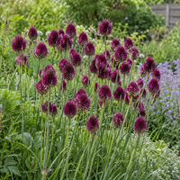 Allium sphaerocephalon bloembollen | trommelstokjes | 15 stuks | 60 tot 80 cm hoog
