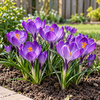 Crocus paars | 10 bloembollen | 15 cm hoog