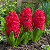 Hyacinthus orientalis rood | 3 bloembollen | 20-30 cm