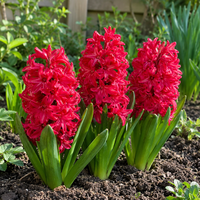 Hyacinthus orientalis rood (hyacint) | 3 bloembollen | 20-30 cm hoog | Geurende voorjaarsbloeier voor tuin, balkon en terras