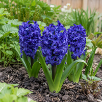 Hyacinthus orientalis donkerblauw | Hyacint bloembollen | 3 stuks | 20 tot 30 cm | Geurige voorjaarsbloeier