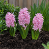 Hyacinthus licht roze | 3 bloembollen | 20 tot 30 cm