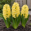 Hyacinthus orientalis geel | 3 bloembollen | 20 tot 30 cm hoog