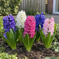 Hyacinthus orientalis mix | hyacint bloembollen | 3 stuks | ca. 20 tot 30 cm | geurige voorjaarsbloeier
