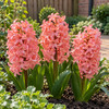 Hyacinthus zalmroze | 3 bloembollen | 20 tot 30 cm