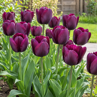 Tulipa Triumph Negrita | donkerpaarse tulp bloembol | ca. 45 cm hoog | midden lente bloei | verkoop per bol