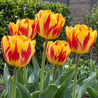 Tulipa Darwin Hybrid Banja Luka | geel rode Darwin hybride tulp | bloembol per bol | ca. 55 cm hoog | midden lente bloei