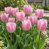 Tulipa Triumph Dynasty bloembol | roze tulp | 60 cm | verkoop per bol